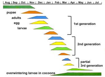 Annual cycle of the poroporo fruit borer, Leucinodes cordalis (Lepidoptera: Crambidae). Creator: Nicholas A. Martin. © Plant & Food Research. [Image: 3HA]