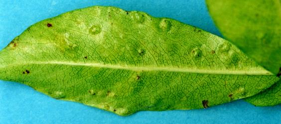 Pittosporum psyllid, Trioza vitreoradiata (Hemiptera: Triozidae), damage to the underside of a Pittosporum colensoi leaf; note the raised underside of pit galls. The psyllid nymph sits in the pit on the other side of the leaf. Creator: Nicholas A. Martin. © Plant & Food Research. [Image: 3HC]