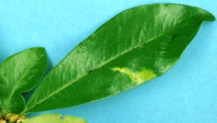 Pittosporum psyllid, Trioza vitreoradiata (Hemiptera: Triozidae), damage to the upper side of a Pittosporum colensoi leaf; note the raised upper side of a pit gall and the yellow, chlorotic area of the leaf associated with psyllid feeding. The psyllid nymph sits in the pit on the other side of the leaf. Creator: Nicholas A. Martin. © Plant & Food Research. [Image: 3HD]