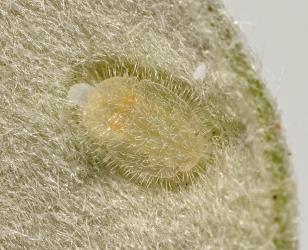 Hairy nymphs of pittospoprum psyllid, Trioza vitreoradiata (Hemiptera: Triozidae), on the underside of leaves of Pittosporum crassifolium. Creator: Tim Holmes. © Plant & Food Research. [Image: 3HM]