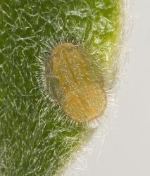 Hairy nymphs of pittospoprum psyllid, Trioza vitreoradiata (Hemiptera: Triozidae), on the upper side of leaves of Pittosporum crassifolium. Creator: Tim Holmes. © Plant & Food Research. [Image: 3HN]