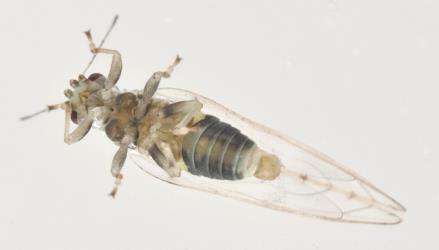 Underside of an adult male pittosporum psyllid, Trioza vitreoradiata (Hemiptera: Triozidae), note the large external genitalia. Creator: Tim Holmes. © Plant & Food Research. [Image: 3HO]