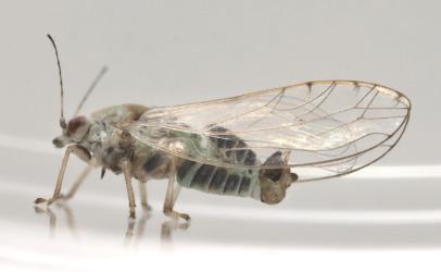 Side view of an adult male pittosporum psyllid, Trioza vitreoradiata (Hemiptera: Triozidae), note the large external genitalia. Creator: Tim Holmes. © Plant & Food Research. [Image: 3HP]