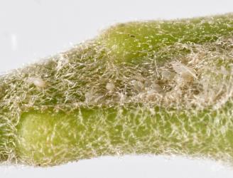 Newly laid eggs pittosporum psyllid, Trioza vitreoradiata (Hemiptera: Triozidae), inserted into the hairy leaf bases of Pittosporum crassifolium. Creator: Tim Holmes. © Plant & Food Research. [Image: 3HQ]