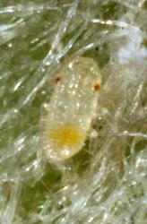 First instar (stage) pittosporum psyllid, Trioza vitreoradiata (Hemiptera: Triozidae), nymph on a Pittosporum crassifolium leaf. Creator: Tim Holmes. © Plant & Food Research. [Image: 3HR]