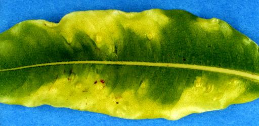 Pittosporum psyllid, Trioza vitreoradiata (Hemiptera: Triozidae), damage on upper side of Pittosporum eugenioides (lemonwood) leaf; note the yellow areas and the dimples, or cavities in which nymphs are sitting. Creator: Nicholas A. Martin. © Plant & Food Research. [Image: 3HU]