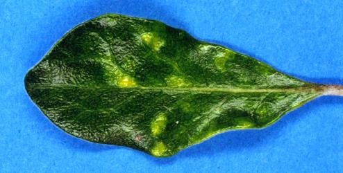 Pittosporum psyllid, Trioza vitreoradiata (Hemiptera: Triozidae), damage to the upper side of  Pittosporum crassifolium (karo) leaf; note the yellow pit galls. Creator: Nicholas A. Martin. © Plant & Food Research. [Image: 3HV]