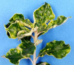 An example of severe pittosporum psyllid damage to young leaves of Pittosporum crassifolium (karo); note the yellow areas and pit galls, pits on underside of leaf with corresponding raised areas on the other side of leaf. Creator: Nicholas A. Martin. © Plant & Food Research. [Image: 3HW]