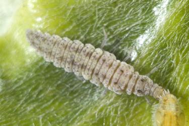 Australian variable lacewing larva, Drepanacra binocula (Neuroptera: Hemerobiidae) feeding on pittosporum psyllids, Trioza vitreoradiata (Hemiptera: Triozidae). Creator: Tim Holmes. © Plant & Food Research. [Image: 3I2]