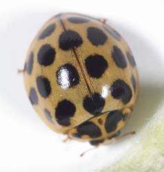 Adult large spotted ladybird, Harmonia conformis (Boisduval, 1835), (Coleoptera: Coccinellidae), a predator of pittosporum psyllid, Trioza vitreoradiata (Hemiptera: Triozidae). Creator: Tim Holmes. © Plant & Food Research. [Image: 3I4]