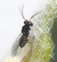 Adult male Tamarixia  sp. (Eulophidae), a parasitoid of juvenile psyllids; note the branched antennae. Creator: Tim Holmes. © Plant & Food Research. [Image: 3I7]