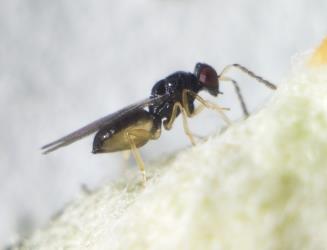Adult female Tamarixia sp. (Eulophidae), a parasitoid of juvenile psyllids. Creator: Tim Holmes. © Plant & Food Research. [Image: 3I9]