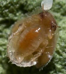 Larva of Tamarixia sp. (Eulophidae) on the underside of a pittosporum psyllid, Trioza vitreoradiata (Hemiptera: Triozidae), nymph. Creator: Tim Holmes. © Plant & Food Research. [Image: 3IB]