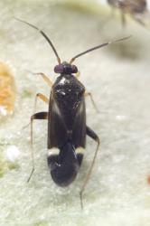 Adult Ausejanus albisignatus (Knight, 1938), (Hemiptera: Miridae), a predator of the pittosporum psyllid, Trioza vitreoradiata (Hemiptera: Triozidae). Creator: Tim Holmes. © Plant & Food Research. [Image: 3ID]