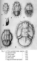 Juvenile pittosporum psyllids, Trioza vitreoradiata (Hemiptera: Triozidae). Creator: Myra Carter. © drawing published in New Zealand Journal of Science and Technology, 1949 Section B 31: 1-42, Figure 1. [Image: 3IE]
