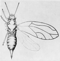 Adult female pittosporum psyllid Trioza vitreoradiata (Hemiptera: Triozidae). Creator: Myra Carter. © drawing published in New Zealand Journal of Science and Technology, 1949 Section B 31: 1-42, Figure 2. [Image: 3IF]