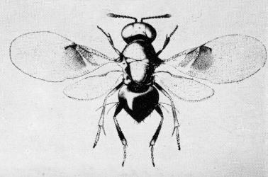 Drawing of adult parasitoid (Encyrtidae) reared from the pittosporum psyllid, Trioza vitreoradiata (Hemiptera: Triozidae). Creator: Myra Carter. © drawing published in New Zealand Journal of Science and Technology, 1949 Section B 31: 1-42, Figure 2. [Image: 3IG]