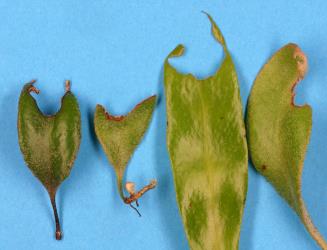 Fronds of leather-leaf fern, Pyrrosia eleagnifolia, showing chewing made by caterpillars of the hook-tip fern looper, Sarisa muriferata, (Lepidoptera: Geometridae), upperside of frond. Creator: Nicholas A. Martin. © Plant & Food Research. [Image: 3KE]