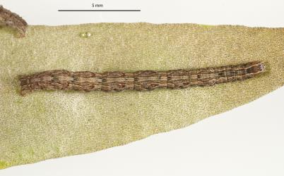 Caterpillar of the hook-tip fern looper, Sarisa muriferata, (Lepidoptera: Geometridae), on a frond of leather-leaf fern, Pyrrosia eleagnifolia. Creator: Tim Holmes. © Plant & Food Research. [Image: 3KG]