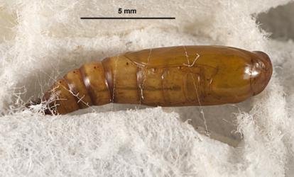 Pupa of the hook-tip fern looper, Sarisa muriferata, (Lepidoptera: Geometridae), removed from its silk-lined cocoon. Creator: Tim Holmes. © Plant & Food Research. [Image: 3KM]