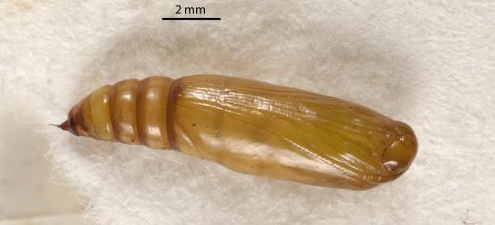 Pupa of the hook-tip fern looper, Sarisa muriferata, (Lepidoptera: Geometridae), removed from its silk-lined cocoon; note the long hook at its rear (narrow) end. Creator: Tim Holmes. © Plant & Food Research. [Image: 3KN]