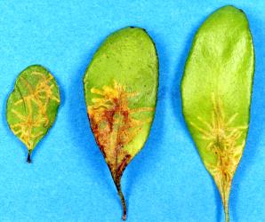 Fronds of leather-leaf fern, Pyrrosia eleagnifoliai, showing mines made by caterpillars of leather-leaf star-miner, Philocryptica polypodii, (Lepidoptera: Tortricidae). Creator: Nicholas A. Martin. © Plant & Food Research. [Image: 3KR]