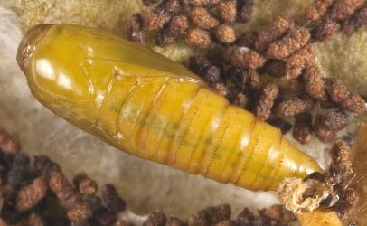 Pupa of the leather-leaf star-miner, Philocryptica polypodii, (Lepidoptera: Tortricidae), in a silk-lined cocoon in a frond of leather-leaf fern, Pyrrosia eleagnifoliai; note the rows of small black spines that assist the pupa move forwards prior to moth emergence and the head capsule and skin of the caterpillar at the hind end (pointed end) of the pupa. © Plant & Food Research. [Image: 3KV]