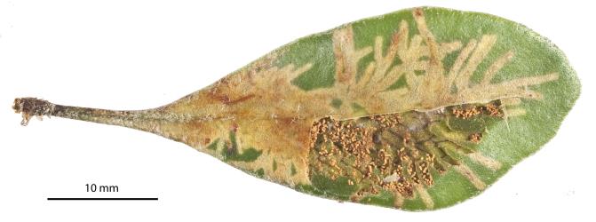 Frond of leather-leaf fern, Pyrrosia eleagnifoliai, cut to show the tunnels made by the caterpillars of leather-leaf star-miner, Philocryptica polypodii, (Lepidoptera: Tortricidae). © Plant & Food Research. [Image: 3KY]