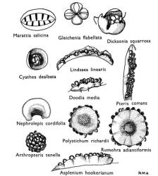 Fig. 1. FILICOPSIDA. Sori.  Marattia : synangium, the two halves spread to show openings of ten sporangia.  Gleichenia : exindusiate sorus of four sporangia.  Dicksonia : lobe of pinnule with sorus and indusium.  Cyathea : sorus with cup-shaped indusium.  Lindsaea : sorus protected by lamina-margin and very similar indusium.  Doodia : sorus and indusium.  Pteris : exindusiate sorus protected by lamina-margin.  Nephrolepis : indusium.  Polystichum : sorus with peltate indusium.  Arthropteris : exindusiate sorus.  Rumohra : sorus and peltate indusium.   Asplenium : linear sorus and indusium. © All rights reserved. [Image: 4X0R]