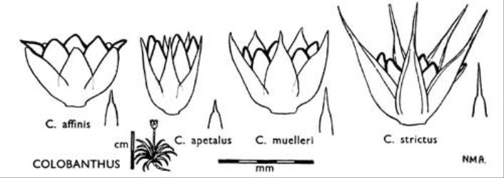 Fig. 10. COLOBANTHUS. Open capsule within persistent calyx; leaf-tip. Habit sketch of rosette plant, peduncle obvious. © All rights reserved. [Image: 4X0S]