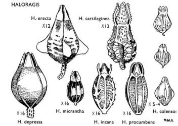 Fig. 11. HALORAGIS. Fruits (H. colensoi  after  Skottsberg, Fig. 17h.). © All rights reserved. [Image: 4X0T]