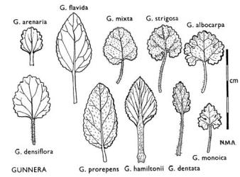 Fig. 12. GUNNERA. Leaves. © All rights reserved. [Image: 4X0U]