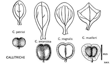 Fig. 13. CALLITRICHE. Leaves and fruits. Scale applies only to fruits; leaf-size varies greatly even in one plant. © All rights reserved. [Image: 4X0V]