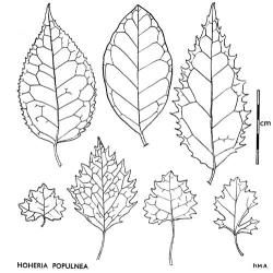 Fig. 14. HOHERIA POPULNEA. Leaves. Adult (above): Titirangi, T. Kirk, Poor Knights Is, W. R. B. Oliver, and more usual form. Juvenile (below) from Carse Herbarium. © All rights reserved. [Image: 4X0W]