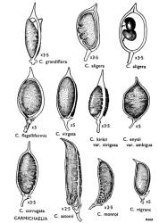 Fig. 15. CARMICHAELIA. Pods. THOMSONIELLA:  C. grandiflora, apical dehiscence. CARMICHAELIA:  C. aligera  (a) valves partly free, (b) persistent replum with seeds;  C. flagelliformis, dehiscence incomplete. PETRIEA:  C. virgata, valves opening at base, not yet curled. KIRKIELLA:  C. kirkii var. strigosa, dehiscence incomplete. ENYSIELLA:  C. enysii var. ambigua, undehisced. SUTERELLA:  C. corrugata, undehisced. MONROELLA: C. astonii, incipient dehiscence at base;  C. monroi, indehiscent. HUTTONELLA:  C. nigrans, indehiscent. © All rights reserved. [Image: 4X0X]