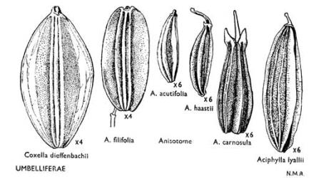 Fig. 16. UMBELLIFERAE. Fruits: single mericarps. © All rights reserved. [Image: 4X0Y]