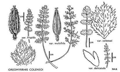 Fig. 17. OREOMYRRHIS COLENSOI. Leaves and fruits. Scales refer to leaves only; leaflets and fruits × 6. © All rights reserved. [Image: 4X0Z]