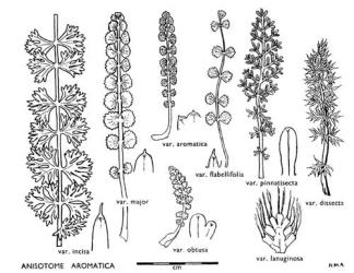 Fig. 18. ANISOTOME AROMATICA. Leaves from type specimens of varieties (except  var. aromatica  from Mt. Hector); pinnule-tips drawn ten times larger.  Var. flabellifolia, upper part of leaf only; var. lanuginosa, single pinna only, on same scale as pinnule-tips. © All rights reserved. [Image: 4X10]