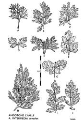 Fig. 20. ANISOTOME INTERMEDIA COMPLEX AND A. LYALLII. Examples of forms of pinnae.  A. lyallii : A, Stewart Id.  A. intermedia  complex: B, Stewart Id; C, Nuggets; D, Chalky Inlet; E, Solander Id; F, Catlins River mouth; G, Preservation Inlet; H, Martin*apos*s Bay; I, Catlins River; J, Milford Sound. © All rights reserved. [Image: 4X13]