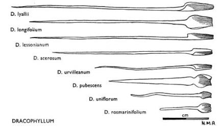 Fig. 21. DRACOPHYLLUM. Leaves. © All rights reserved. [Image: 4X14]