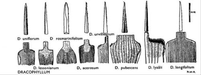 Fig. 22. DRACOPHYLLUM. Leaves: apices and sheathing bases. © All rights reserved. [Image: 4X15]