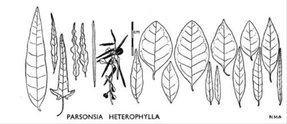 Fig. 23. PARSONSIA HETEROPHYLLA. Leaves: to left of scale some forms from juvenile plants, to right of scale from flowering plants. © All rights reserved. [Image: 4X16]