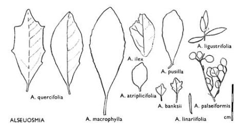 Fig. 25. ALSEUOSMIA. Leaves: tracings from type specimens. © All rights reserved. [Image: 4X18]