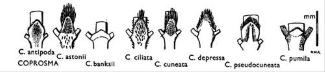 Fig. 26. COPROSMA. Stipules. © All rights reserved. [Image: 4X19]