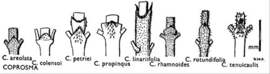 Fig. 27. COPROSMA. Stipules. © All rights reserved. [Image: 4X1A]