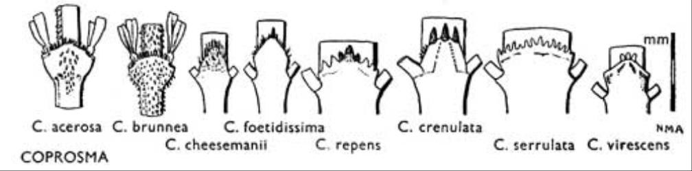 Fig. 28. COPROSMA. Stipules. © All rights reserved. [Image: 4X1B]