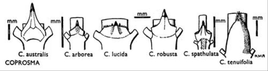 Fig. 29. COPROSMA. Stipules. © All rights reserved. [Image: 4X1C]