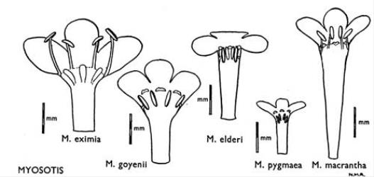 Fig. 30. MYOSOTIS. Corollas and stamens. © All rights reserved. [Image: 4X1E]