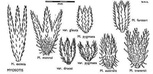 Fig. 31. MYOSOTIS. Calyces. © All rights reserved. [Image: 4X1F]