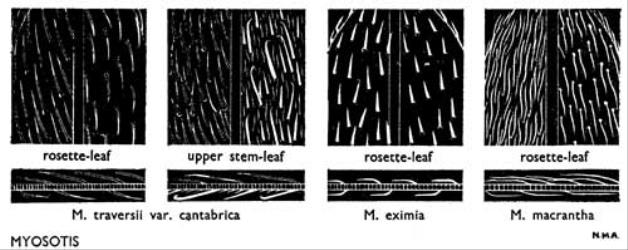 Fig. 32. MYOSOTIS. Leaf-indumentum: adaxial surface on left, abaxial on right; longitudinal section below. © All rights reserved. [Image: 4X1G]